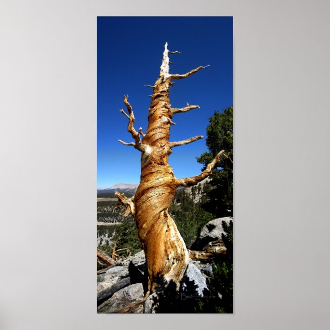 Twisty Foxtail Gräs - Sierra Nevadabergen Poster (Framsidan)