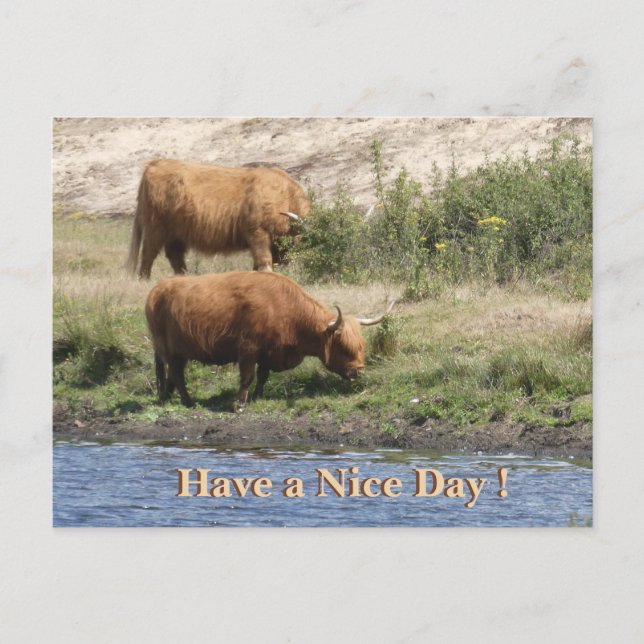Two Brown Cows Cust. Have a Nice Day Postcard Helg Vykort (Framsida)