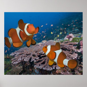 Two Clownfish Poster