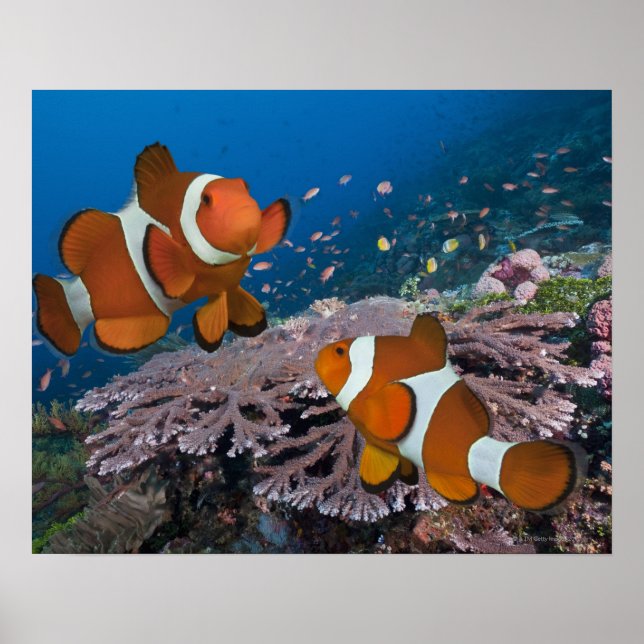 Two Clownfish Poster (Framsidan)