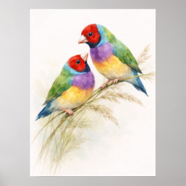 Two Colorful Gouldian Finch Birds Poster