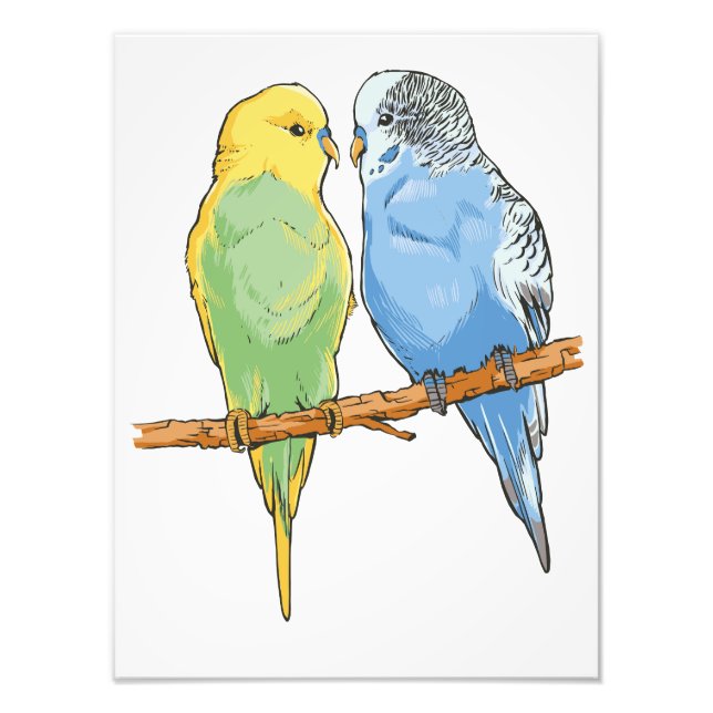 Two cute blue and green Budgies Fototryck (Framsidan)