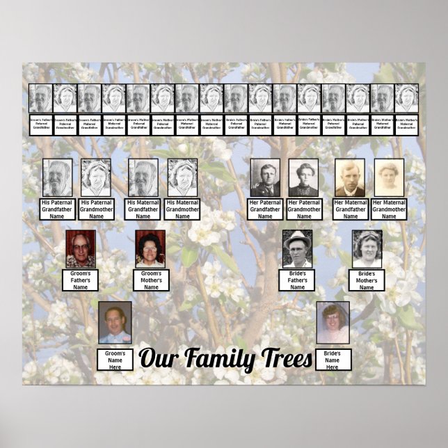 Two Family Trees on White Blossoms Photo     Poster (Framsidan)