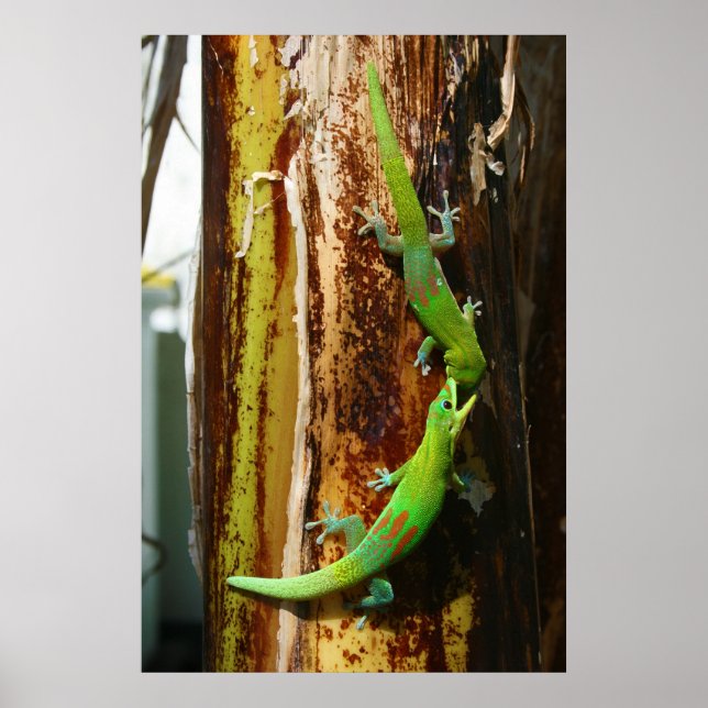 Two gold dust day geckos Phelsuma Laticauda Poster (Framsidan)