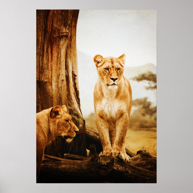 Two Lioness By Tree Poster (Framsidan)