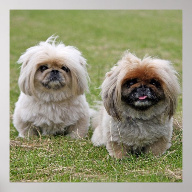 Two Little Pekingese Poster (Framsidan)