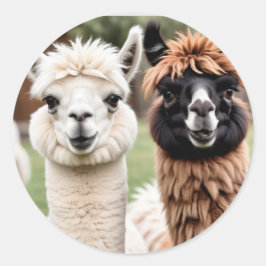 Two Llamas Runt Klistermärke