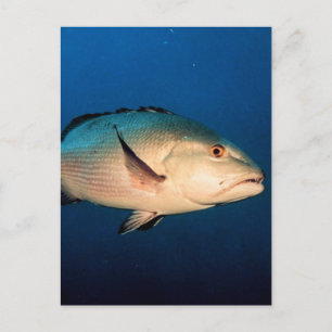 Two Spot Red Snapper Vykort