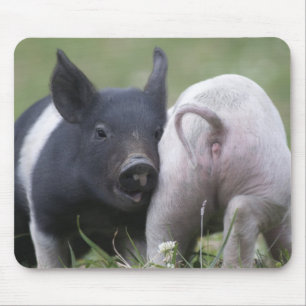 Twp babygrisar; Gulliga Piglets i gräs- fält Musmatta