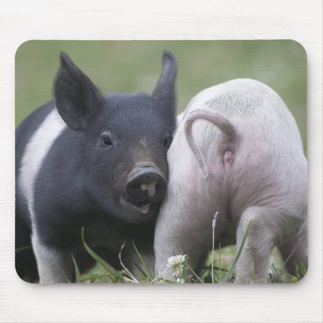 Twp babygrisar; Gulliga Piglets i gräs- fält Musmatta (Framsidan)