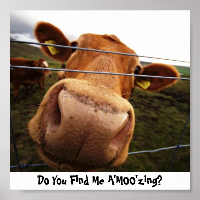 Tycker du att jag är en "MOO"? Poster (Framsidan)
