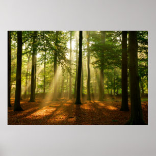 Tydlig ljusstråle genom skogen i poster