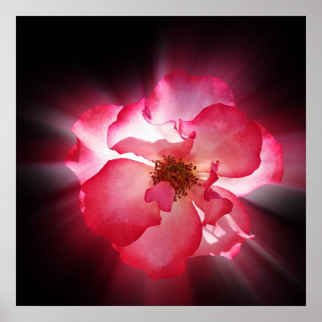 tydliga röda petar poster (Framsidan)