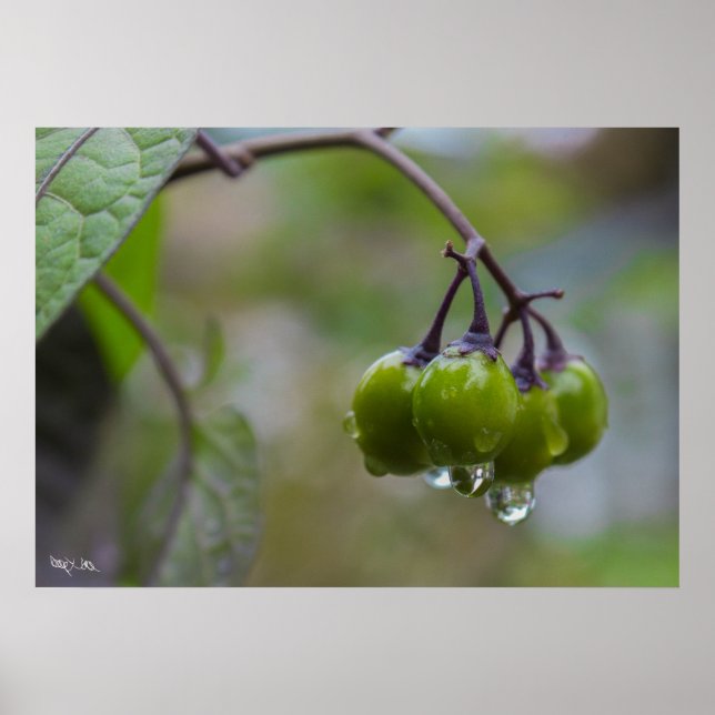 Tydlighetsfrukt Poster (Framsidan)