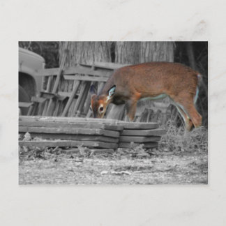 Tydligt viktigt vykort