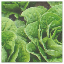 Tyg för foto för Romainegrönsallatfält