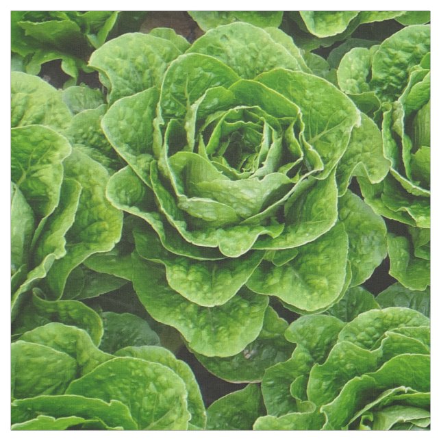 Tyg för foto för Romainegrönsallatfält (Provkarta)