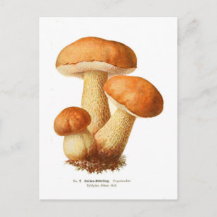 Tylopilus Vykort
