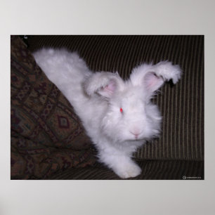 TYMAN ANGORA RABBIT POSTER