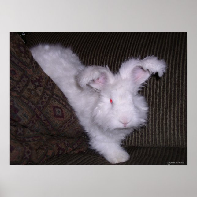 TYMAN ANGORA RABBIT POSTER (Framsidan)