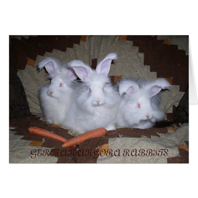 TYMAN ANGORA RABBITS HÄLSNINGSKORT (Framsidan Horizontal)