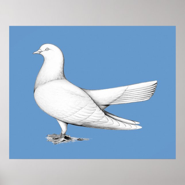 Typ av orientalisk roller Pigeon-flygning Poster (Framsidan)