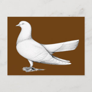Typ av orientalisk roller Pigeon-flygning Vykort