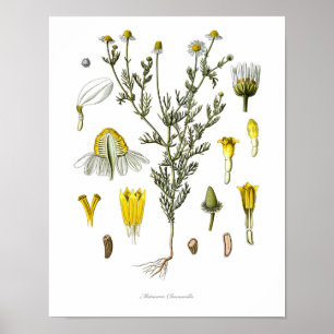 Typ,botaniskt tryck,blomkonst av Chamomile Poster