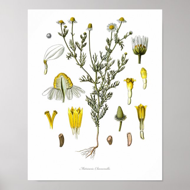Typ,botaniskt tryck,blomkonst av Chamomile Poster (Framsidan)