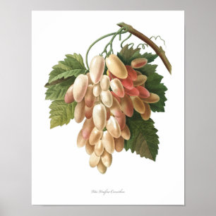 Typ,botaniskt tryck,ritaffisch av Vitis Vinifera Poster