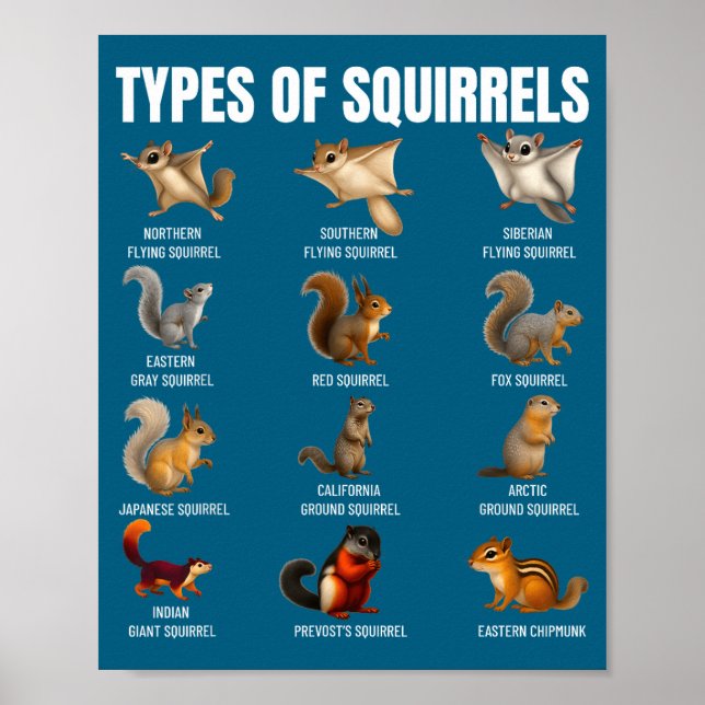 Typer Av Ekorrar Identifieringsdiagram Arter Av Poster (Framsidan)