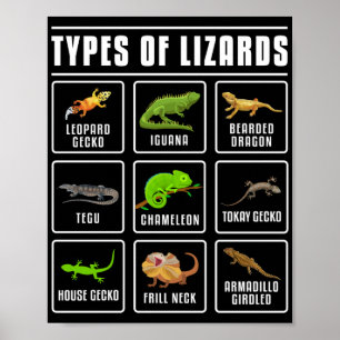 Typer av Lizards Lizard Reptiles Poster