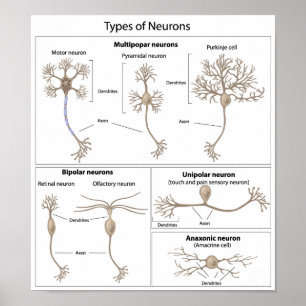 Typer av Neuronaffischen Poster
