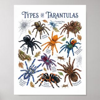 Typer av Taranteller Vattenfärg Spindel Konst Poster