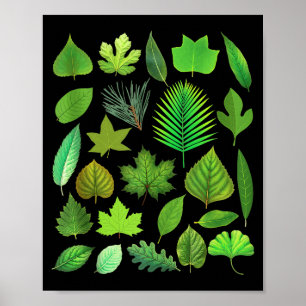 Typer Av Trädblad Biologi Natur Utbildande Ta Poster