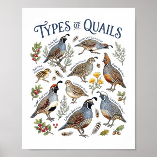 Typer av vaktlar Vattenfärg Fågel Wildlife Art Poster