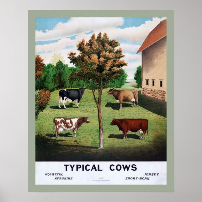 Typiska kor Poster (Framsidan)