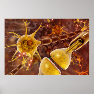 Typiska myelinerade vertebratmotorneuroner poster