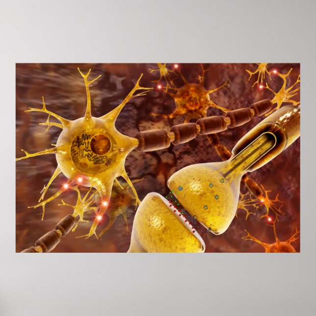 Typiska myelinerade vertebratmotorneuroner poster (Framsidan)