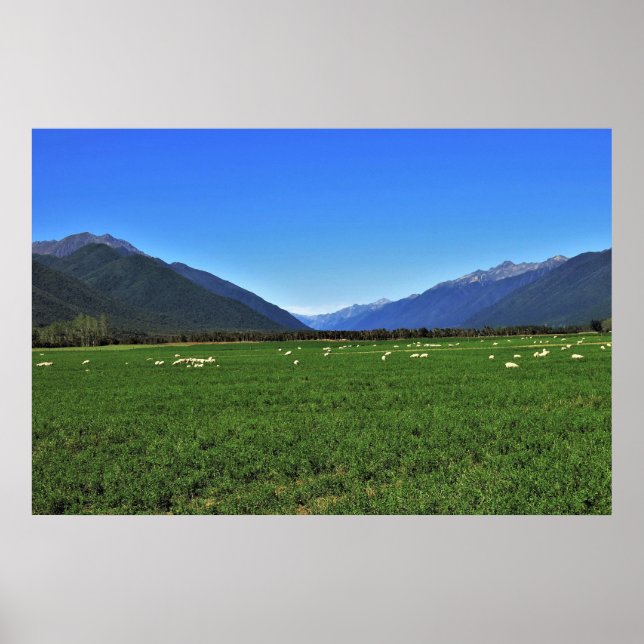 Typiska Nya Zeeland Poster (Framsidan)