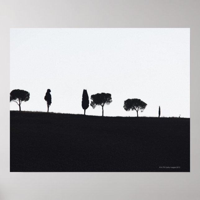 Typiskt träd i Toscana Poster (Framsidan)