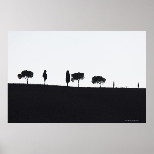 Typiskt träd i Toscana Poster (Framsidan)