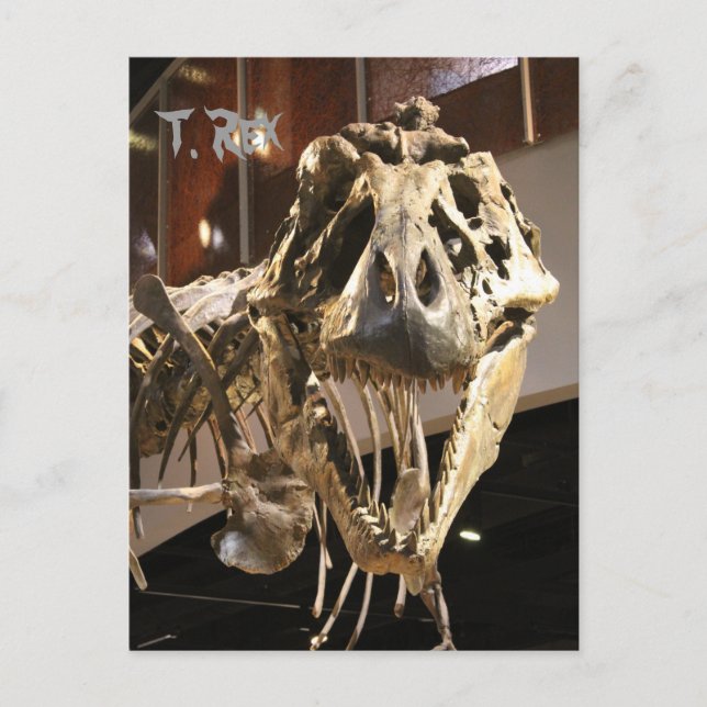 Tyrannosaurus # 4 vykort (Framsida)
