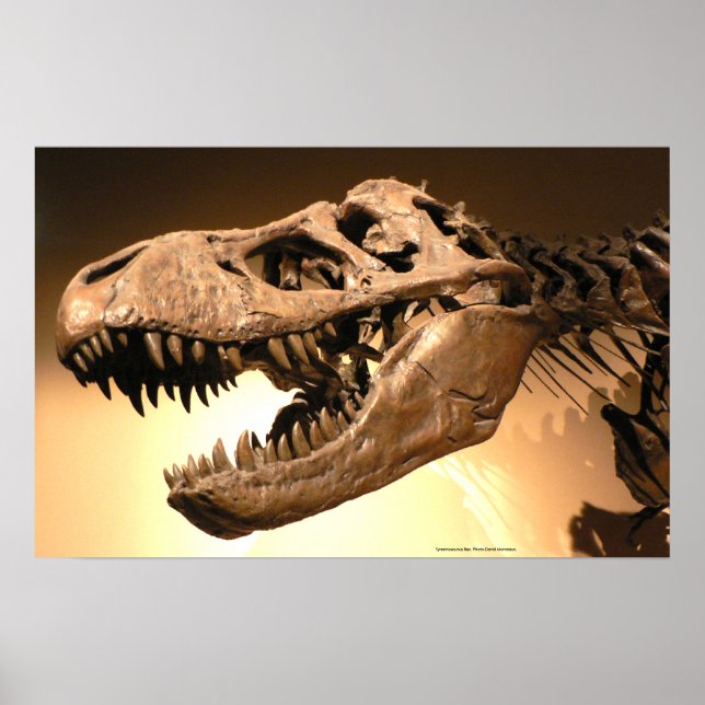 Tyrannosaurus Rex Poster (Framsidan)
