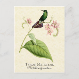 Tyrian Metall Svan Hummingbird Vintage Art Vykort