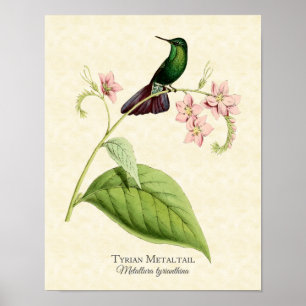 Tyrianska Metall Svan Hummingbird Art Skriv ut Poster