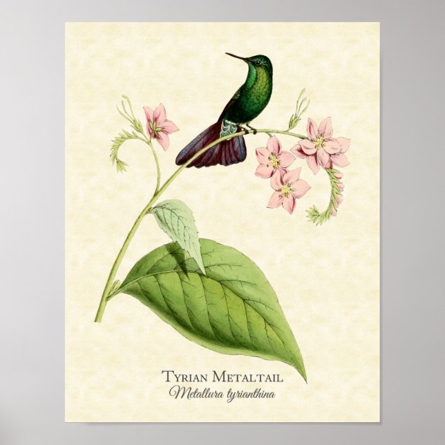 Tyrianska Metall Svan Hummingbird Art Skriv ut Poster (Framsidan)