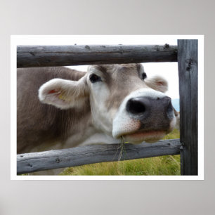 Tyrolean Cow Ansikte genom stängslet Poster