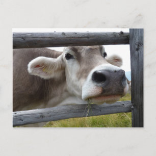 Tyrolean Cow Poking Head genom stängsel Vykort