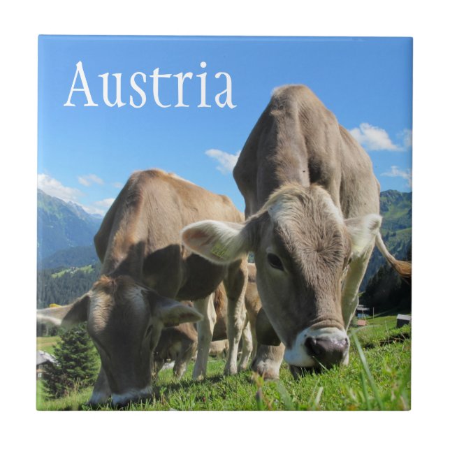 Tyrolean Cows Grazing on Alpine Slope, Österrike Kakelplatta (Framsidan)